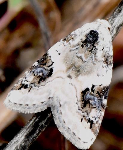 Pseudeustrotia candidula